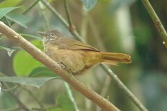 Eurillas ansorgei
