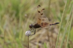 Celithemis elisa