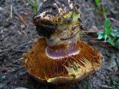 Cortinarius verrucisporus