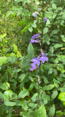 Lobelia puberula