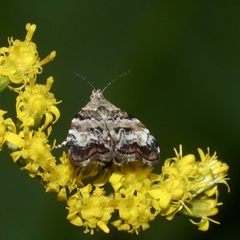 Choreutis