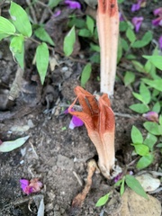 Pseudocolus fusiformis