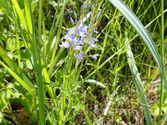 Veronica austriaca
