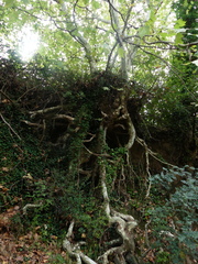 Platanus × hispanica