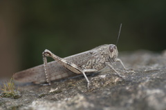 Anacridium aegyptium