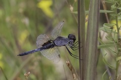 Celithemis martha
