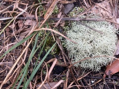 Cladonia subtenuis