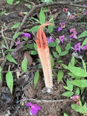 Pseudocolus fusiformis