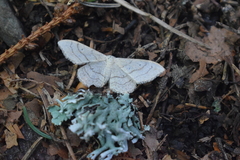 Idaea aversata