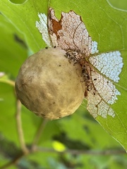Amphibolips