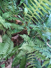 Polystichum tripteron