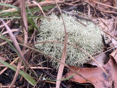 Cladonia subtenuis