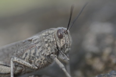 Anacridium aegyptium