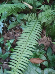 Polystichum tripteron