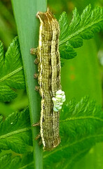 Spodoptera eridania