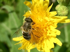 Eristalis nemorum