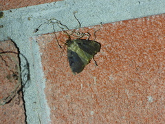 Pseudohermonassa bicarnea