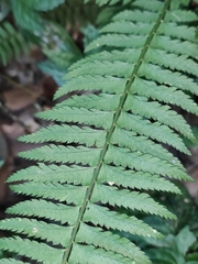 Polystichum tripteron