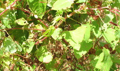 Persicaria perfoliata