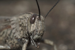 Anacridium aegyptium