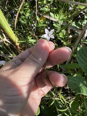 Campanula aparinoides