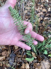 Asplenium platyneuron
