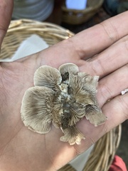 Crepidotus autochthonus