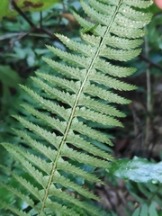 Polystichum tripteron