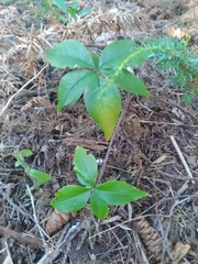 Lysimachia borealis