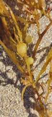 Sargassum