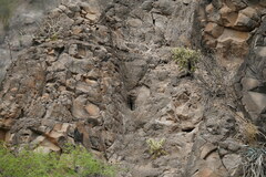 Cylindropuntia bigelovii ciribe
