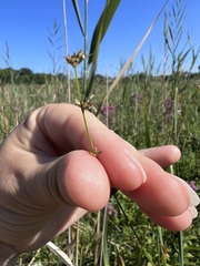 Scleria verticillata