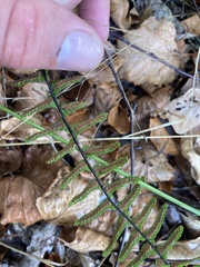 Asplenium platyneuron