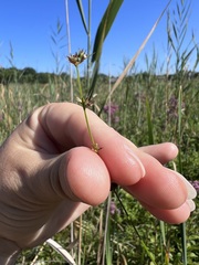 Scleria verticillata