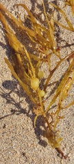Sargassum