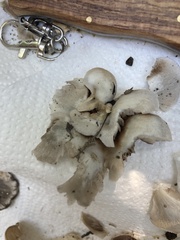 Crepidotus autochthonus