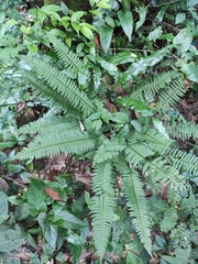 Polystichum tripteron