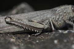 Anacridium aegyptium