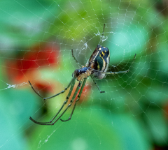 Leucauge volupis