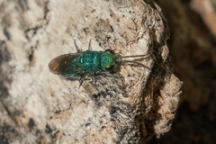 Chrysidini