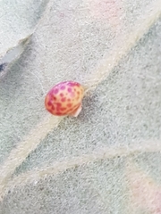 Neuroterus anthracinus