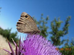 Hyponephele lycaon