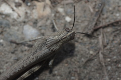 Anacridium aegyptium