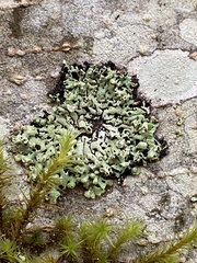 Menegazzia subsimilis