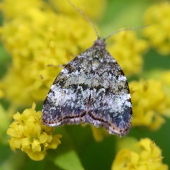 Choreutis