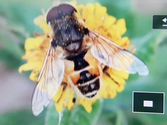 Eristalis arbustorum