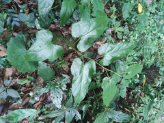 Rubus ichangensis