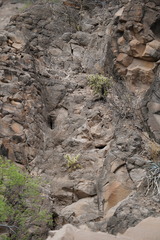 Cylindropuntia bigelovii ciribe