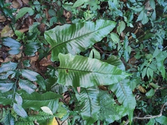 Neocheiropteris ovata