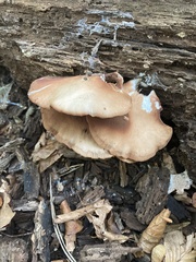Crepidotus applanatus